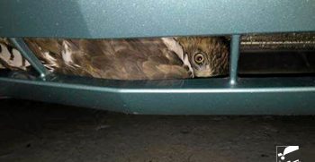 A live red-tailed hawk was found trapped in the front bumper of a car delivered Monday to Rayco Eurospec Motorcars in Kingston.